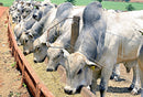 Vitamina MAX Para Bovinos Caprinos Suínos Aves e Equinos 1kg
